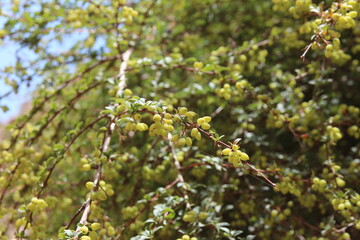 Little green berries against the hills of Pingshan Hu Grand Canyon in summer, Zhangye City, Gansu Province in China