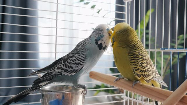 Two budgerigars gently touch beaks on a perch, showing affection inside a bright and cozy birdcage at home