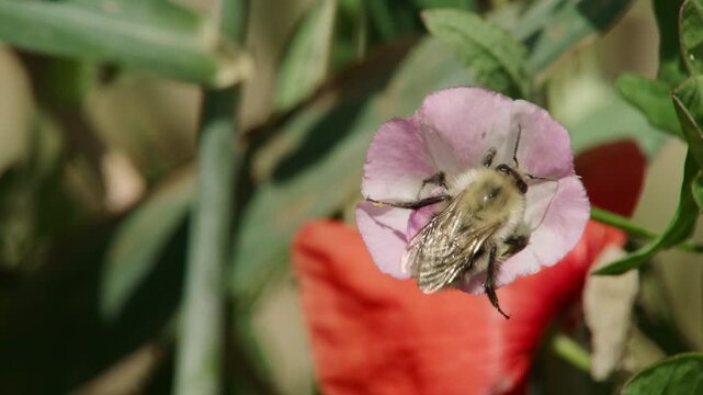 wild bee on wildflower at field edge