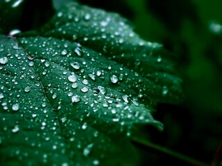Close-up macro photo of grape leaf with fresh water droplets. Ideal for nature-themed designs, eco-friendly ads, spa visuals, or wellness backgrounds.
