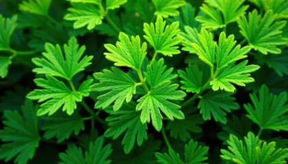 Intricate parsley leaf pattern, vibrant green hues, vegetable, texture, green