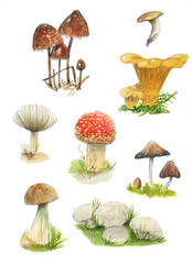 Watercolor mushroom's. Set of different mushrooms.