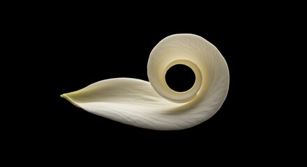 Arranging White Flower Petal in a Swirl on Black