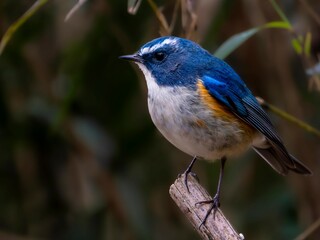 森の中で周りを見渡しているルリビタキの雄