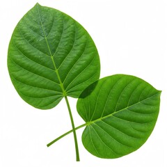 Obraz premium Two vibrant green leaves with intricate vein patterns isolated on white background showcasing botanical details and natural beauty