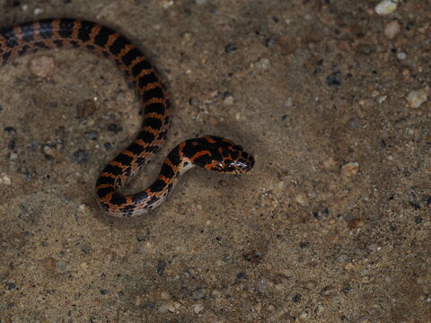 Red-banded Snake (Lycodon rufozonatus)