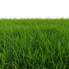 Obraz premium Lush green grass field isolated on white background showing a vibrant and fresh natural environment