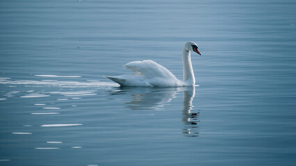 An elegant swan swimming 