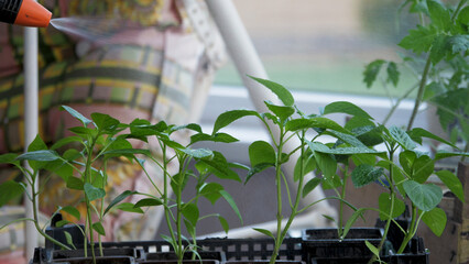 Spraying pepper sprouts with water. Watering green plant seedlings for growth in greenhouse. Drops of water run off leaves. Gardening concept. Growing organic food on an eco farm