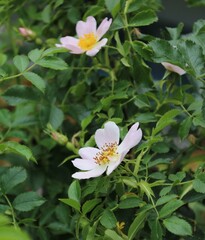 heckenrose  rosenhecke