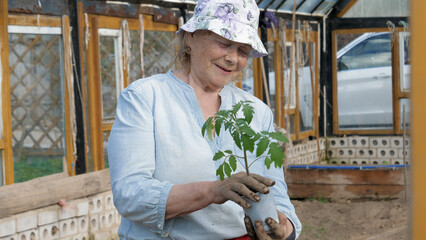 Cheerful smiling elderly woman gardener holds in hands young seedling with soil in pot before planting in ground. Hands hold seedlings of tomato or pepper. New growth and sustainable agriculture