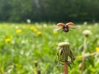 Ladybug Takes Flight from a Dandelion Gone to Seed in a Sunny Meadow