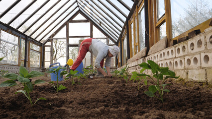 Old female gardener farmer plants green pepper tomato seedlings in soil with organic pure natural fertilizers manure. Growing vegetables in greenhouse. Home growing food products without gmo chemicals