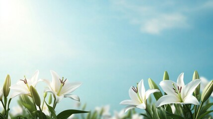 Fototapeta premium Serene Lilies in Gentle Light, tranquil white lilies swaying in a soft glow, ideal backdrop for branding or inspirational text