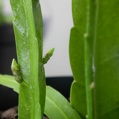 Wijaya Kusuma bud: anticipation of a rare night bloom. Epiphyllum oxypetalum bud, awaiting its moment. New growth on Queen of the Night cactus. Delicate bud of the mystical Wijaya Kusuma flower.