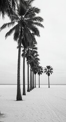 Monochrome Palm Trees Along Beach with Shadow and Sky Photo