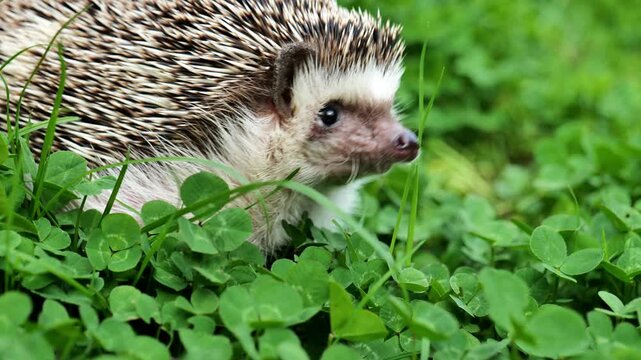 Hedgehog in green clover. Portrait of a pygmy hedgehog in green grass. Hedgehog on a walk in the garden. 4k footage