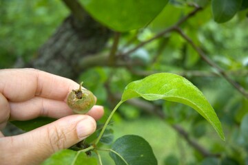 One small pear on pear tree close up.