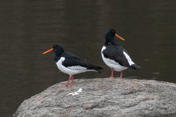 Eurasian oystercatcher 