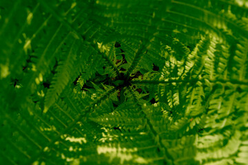 Ferns of the Olterudelva Valley, Norway, in May.