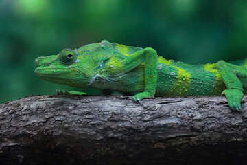 caméléon sur une branche
