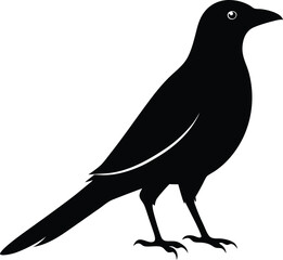 magpie silhouette icon on vector illustration 