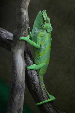 cam&eacute;l&eacute;on sur une branche d'arbre, d&eacute;vorant une proie