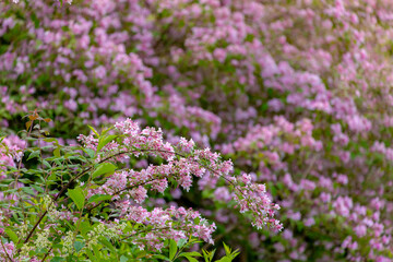 Selective focus white pink flowers in garden with green leaves, Linnaea amabilis or Kolkwitzia amabilis (beauty bush) is a species of flowering plant in the family Caprifoliaceae, Natural background.