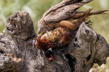 Black kite feeding on pheasant prey over old weathered tree trunk.