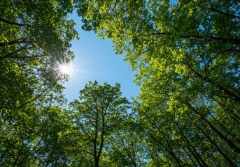 Photo Green Trees and Sunlight Shining Through Canopy Against Blue Sky