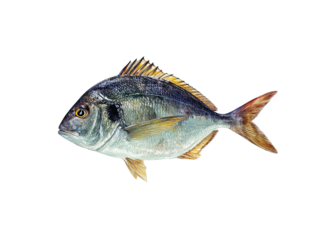 Salema porgy fish
