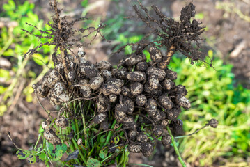 Fresh peanuts plants with roots plants harvest of peanut plants.