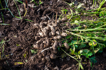 Fresh peanuts plants with roots plants harvest of peanut plants.