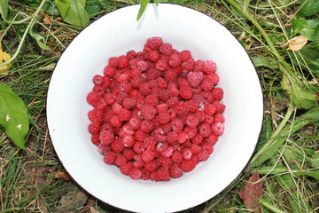 A bowl of raspberries on the grass. Summer berries