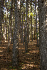 Trees in the forest, Eymir Lake. Ankara - Turkey