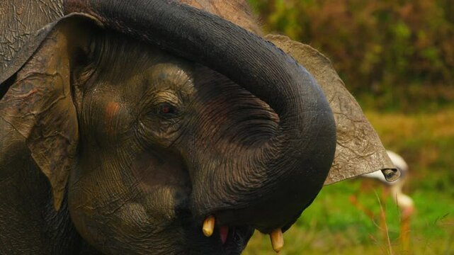 Portrait of a beautiful Asian elephant at the watering hole. Ceylon elephant lat. Elephas maximus maximus, one of the three subspecies of the Asian elephant, is endemic to Ceylon. Slow motion video