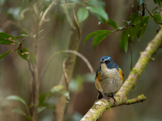 森の中で周りを見渡しているルリビタキの雄