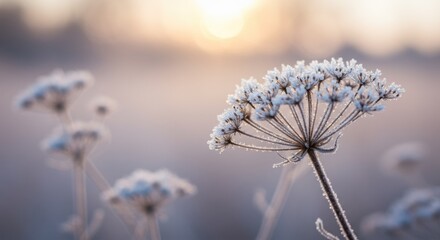 Close-up of a frosted seed head covered in sparkling ice crystals, set against a soft warm bokeh background, capturing nature's delicate frozen beauty in winter light.