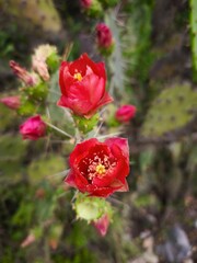 red flowers prickly pear cactus 