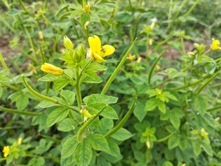 Asian Spider Flower (Cleome viscosa) in outdoor garden 