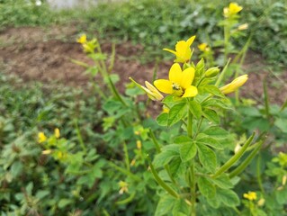 Asian Spider Flower (Cleome viscosa) in outdoor garden 