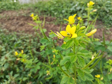 Asian Spider Flower (Cleome viscosa) in outdoor garden 