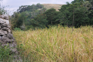 The rice has turned yellow, now just awaiting the harvest time, this is the day the farmers have long been waiting for