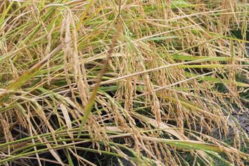 The rice has turned yellow, now just awaiting the harvest time, this is the day the farmers have long been waiting for