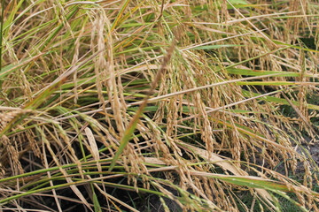 The rice has turned yellow, now just awaiting the harvest time, this is the day the farmers have long been waiting for