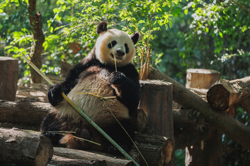 Giant panda eat bamboo in the zoo, china