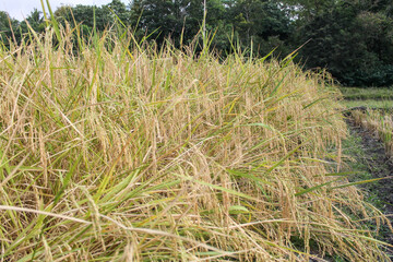 The rice has turned yellow, now just awaiting the harvest time, this is the day the farmers have long been waiting for