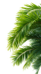 A single pine branch with green needles, perfect for Christmas decoration, isolated on a white background