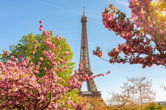 Eiffel Tower with blooming sakura in Trocadero in spring, Paris, France