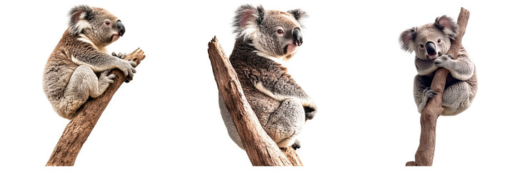 Obraz premium Set of Australian koala bear isolated on a transparent background